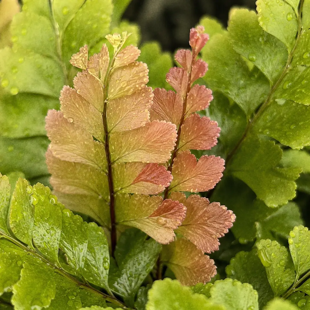 A macro close-up of a Mahogany Fern showing a newly unfurling coppery bronze-red frond beside mature glossy dark green twice-divided fronds with small oblong leaflets