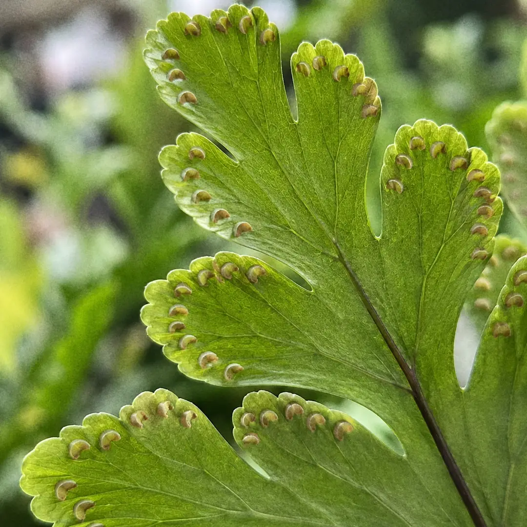 A macro close-up of the underside of a Mahogany Fern leaflet showing rows of small crescent-shaped sori along the edges, each covered by a half-moon flap, against a glossy dark green frond