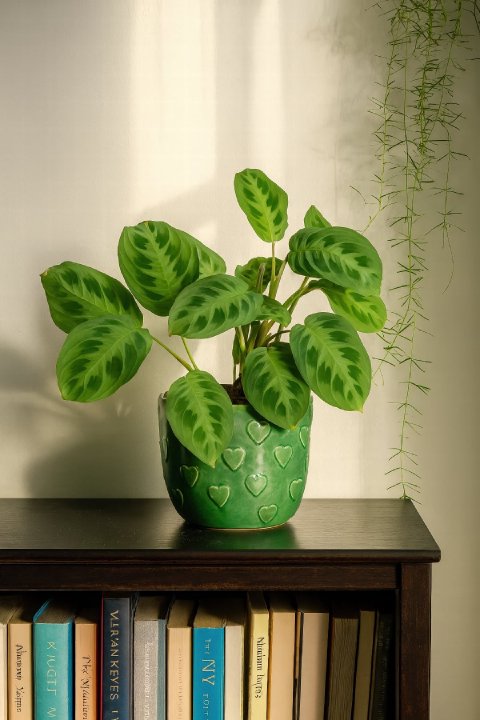 Complete Guide to Prayer Plant Care and Growth