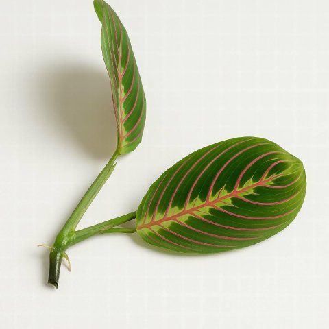 A flat lay image showing the process of propagating a Prayer Plant, with several stem cuttings placed next to a small glass of water and a pot with soil.