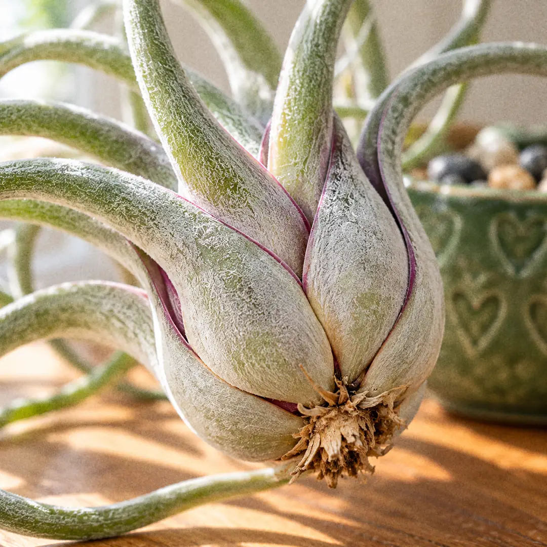 A macro close-up of the swollen hollow pseudobulb base of a Medusa's Head Air Plant, showing the overlapping silvery leaf sheaths with purple edges and the narrow gaps between them where water and insects collect