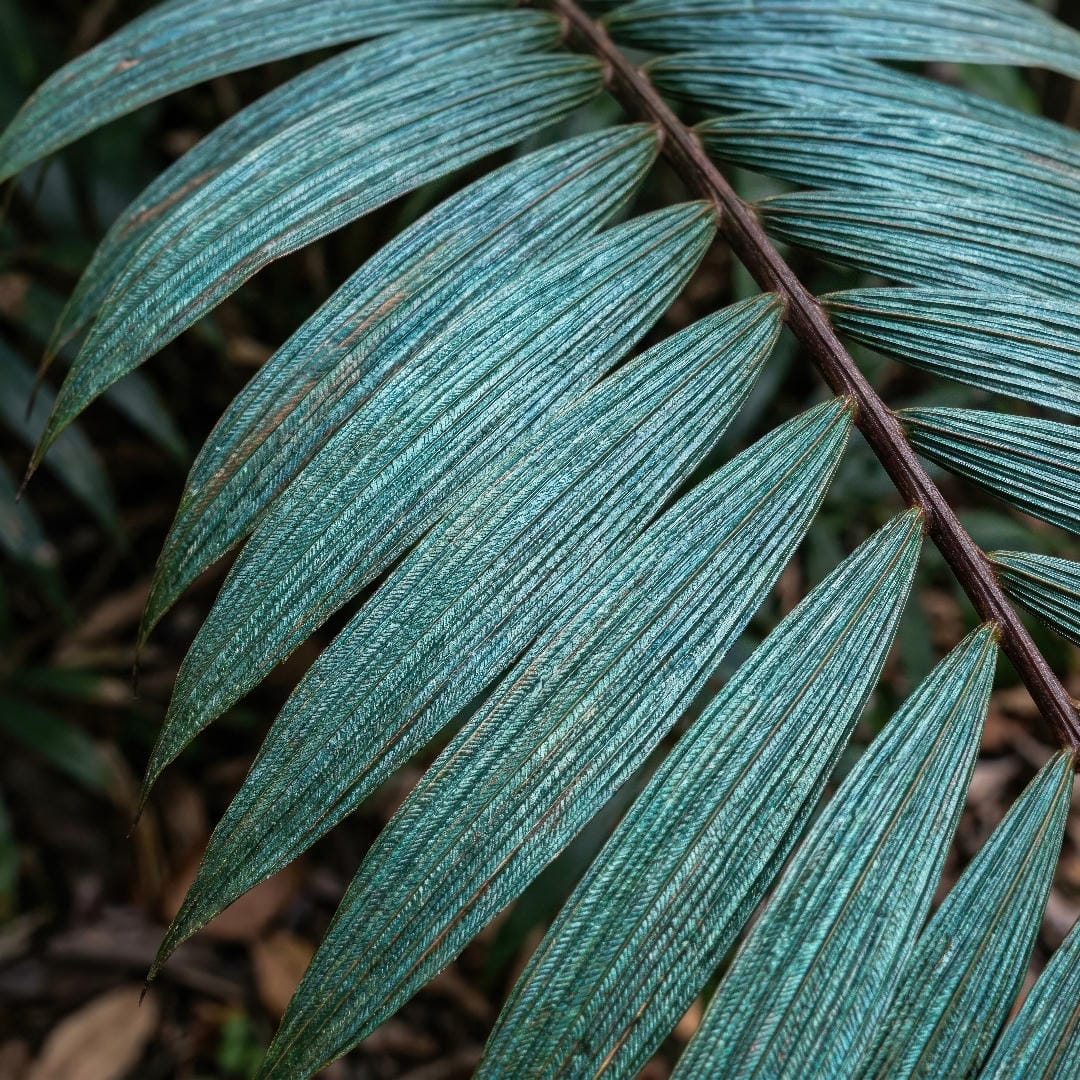 Extreme close-up of Metallic Palm leaflets showing the blue-green metallic sheen and narrow fish-scale texture.