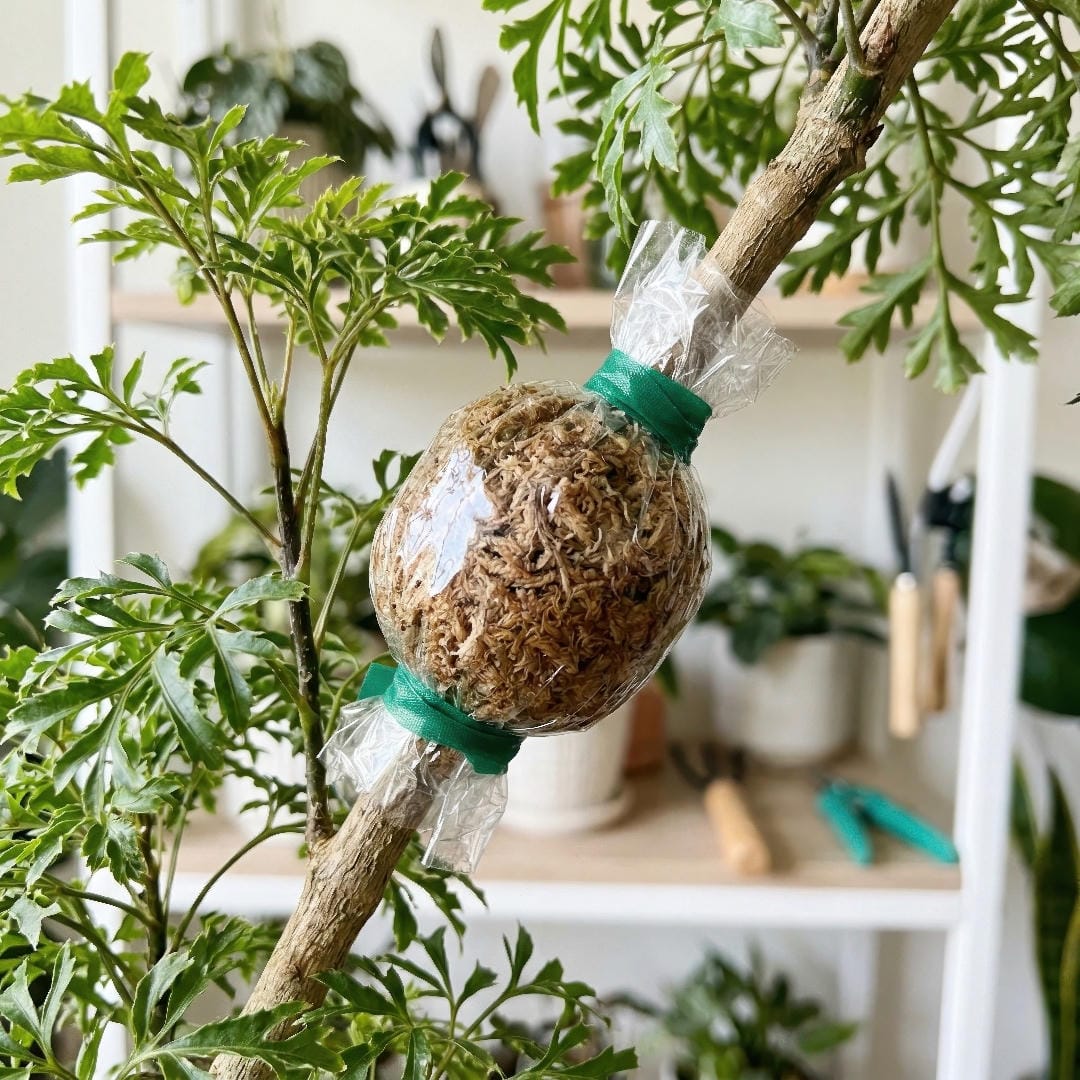 Ming Aralia branch wrapped for air layering with moist sphagnum moss around the stem.