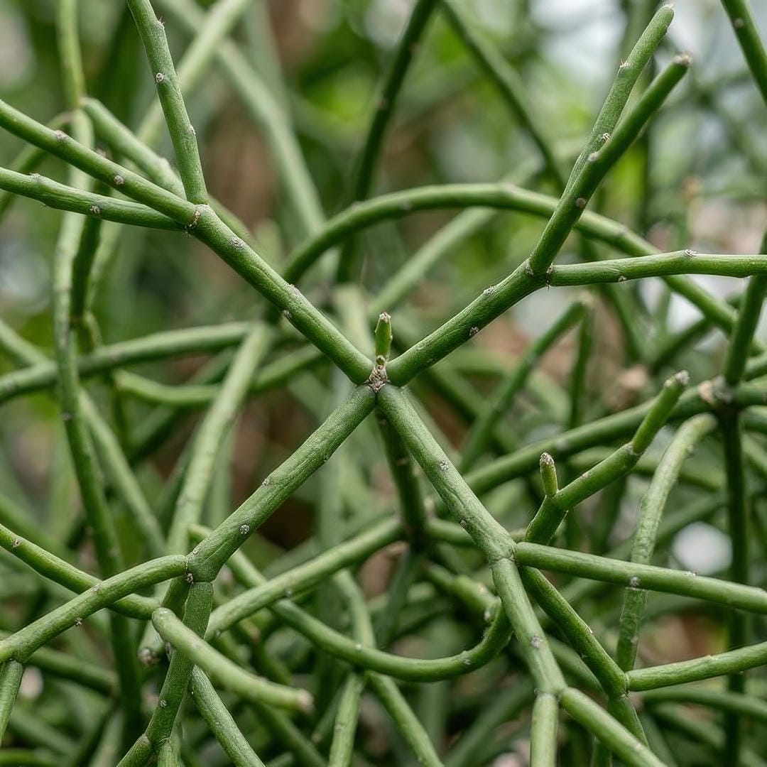 Macro close-up of Mistletoe Cactus showing the pencil-thin cylindrical stems branching at multiple points with subtle areoles visible along the surface
