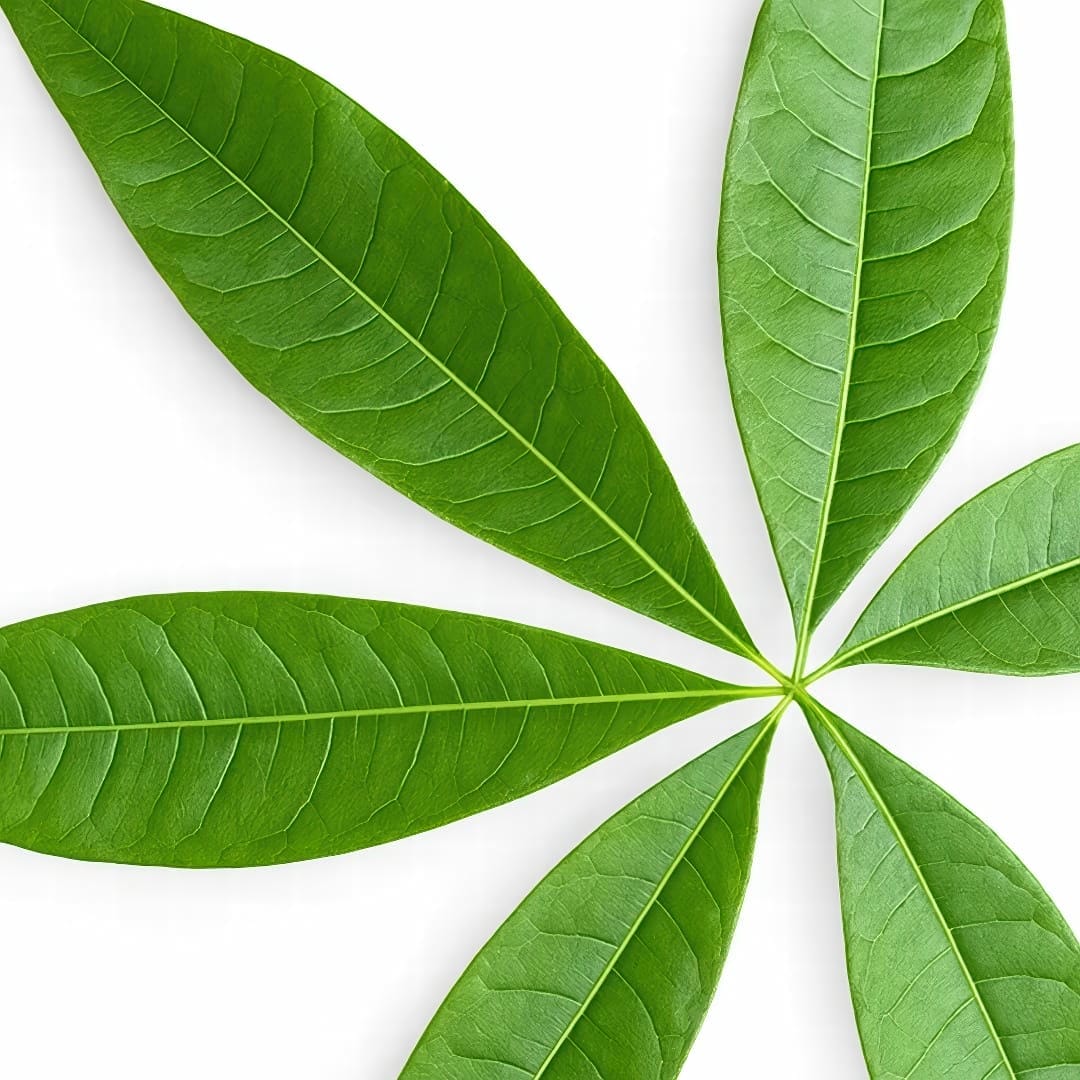 A close-up of the bright green, palmate leaves of a Money Tree.