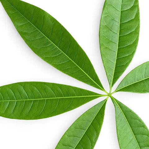 A close-up of the bright green, palmate leaves of a Money Tree.