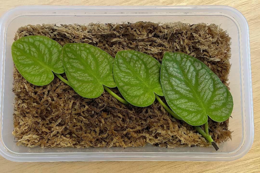 A Monstera dubia cutting with two leaves laid flat on damp sphagnum moss inside a clear plastic propagation box with high humidity.