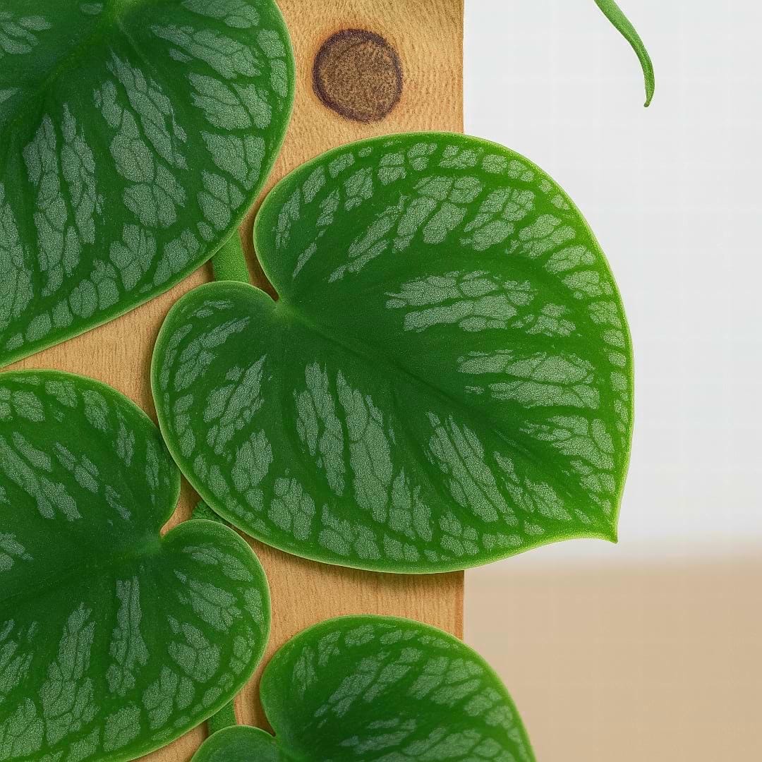 A close-up of a Monstera dubia's juvenile leaves shingling perfectly flat up a rustic wooden plank in a humid environment.