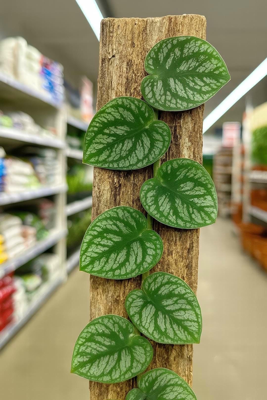Monstera Dubia