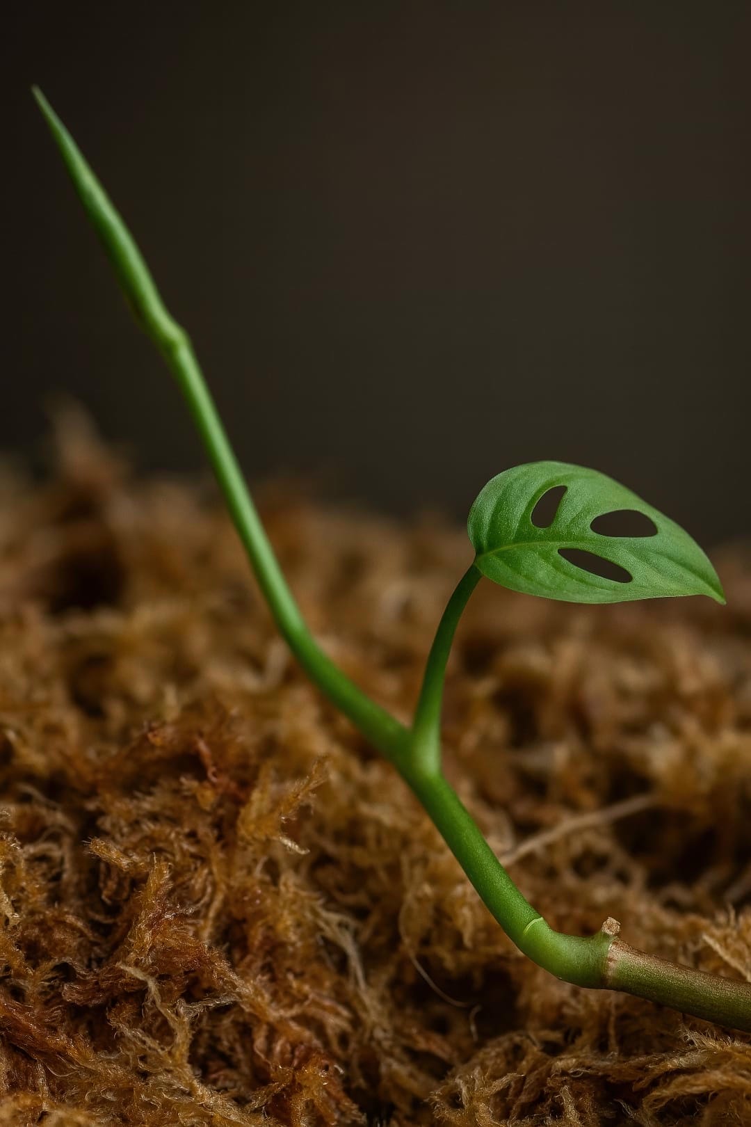 A close-up of a Monstera obliqua sending out a leafless runner (stolon) across the soil, with a tiny new plantlet beginning to form along it.