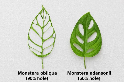 A side-by-side comparison showing the leaves of a Monstera obliqua and a Monstera adansonii, highlighting the differences in fenestration and texture.