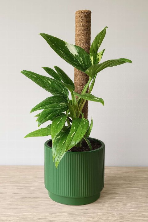 A Monstera standleyana 'Albo' climbing gracefully up a moss pole, showing off its vertical growth habit.