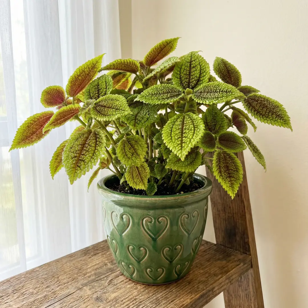 Complete Guide to Moon Valley Pilea Care and Growth