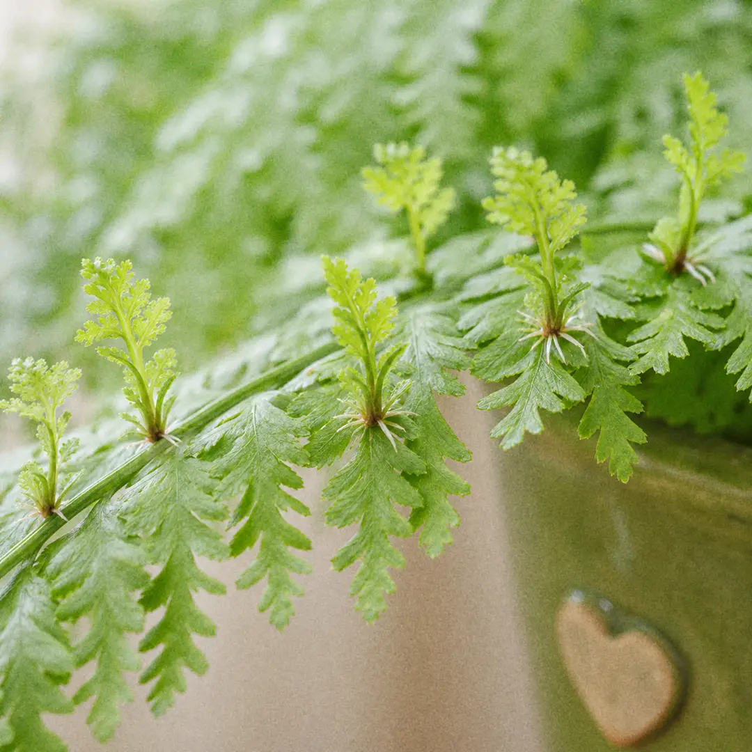 A macro close-up of a Mother Fern frond showing tiny live baby plantlets growing along the upper surface of the leaflets, each with its own miniature fronds, demonstrating the plant's signature reproductive method