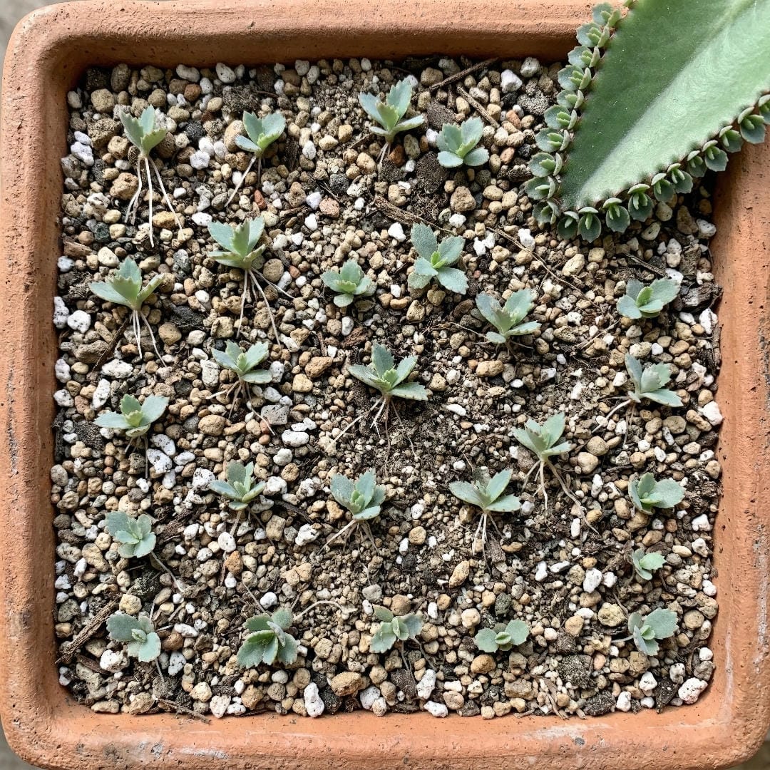 Several tiny Mother of Thousands plantlets with visible miniature roots and leaf pairs that have dropped from the mother plant leaf margins sitting on top of gritty succulent soil in a shallow terracotta tray with some already beginning to root into the soil