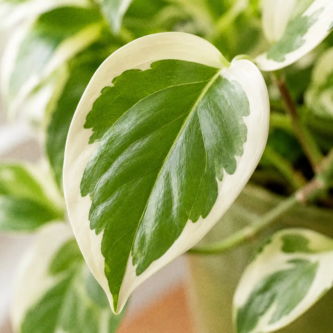 A macro close-up of a single N'Joy Pothos leaf filling the frame, showing the crisp boundary between the medium-green center and the creamy-white margin, with soft window light catching the surface texture