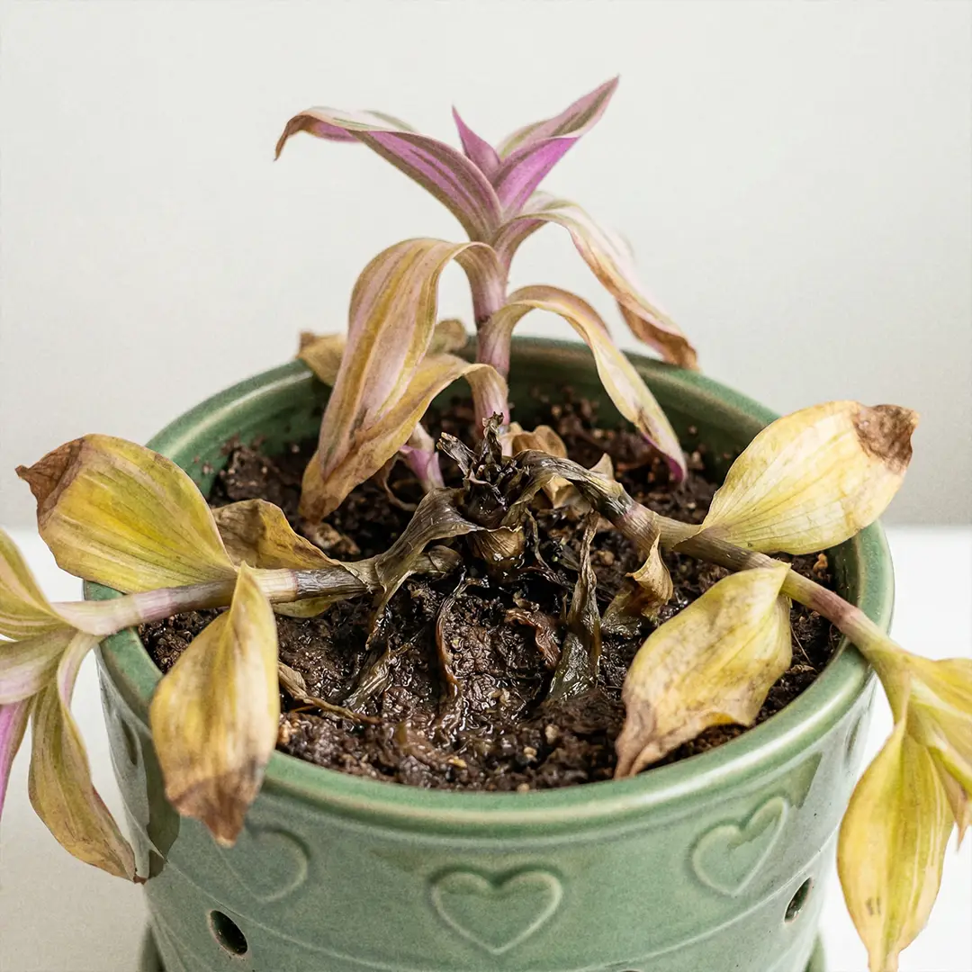 An overwatered Nanouk plant showing yellowing leaves, soft stems near the soil, and a collapsing crown in overly wet potting mix.