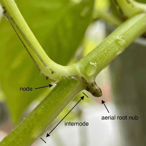Diagram of a Pothos stem showing the node, internode, and aerial root nub for propagation