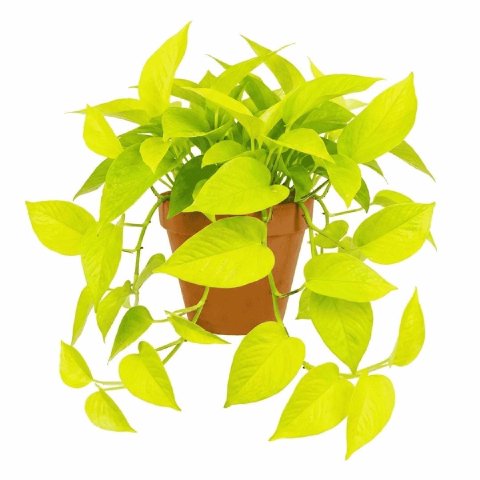 Neon Pothos