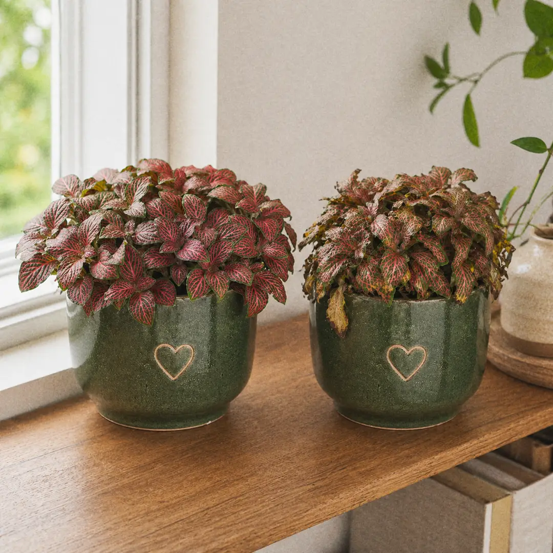 Side-by-side comparison: left, a healthy Nerve Plant with vivid red veins and upright turgid leaves in a green ceramic pot with a heart motif; right, the same style of plant with yellowing leaves and brown crispy edges from low humidity, both on a wooden shelf