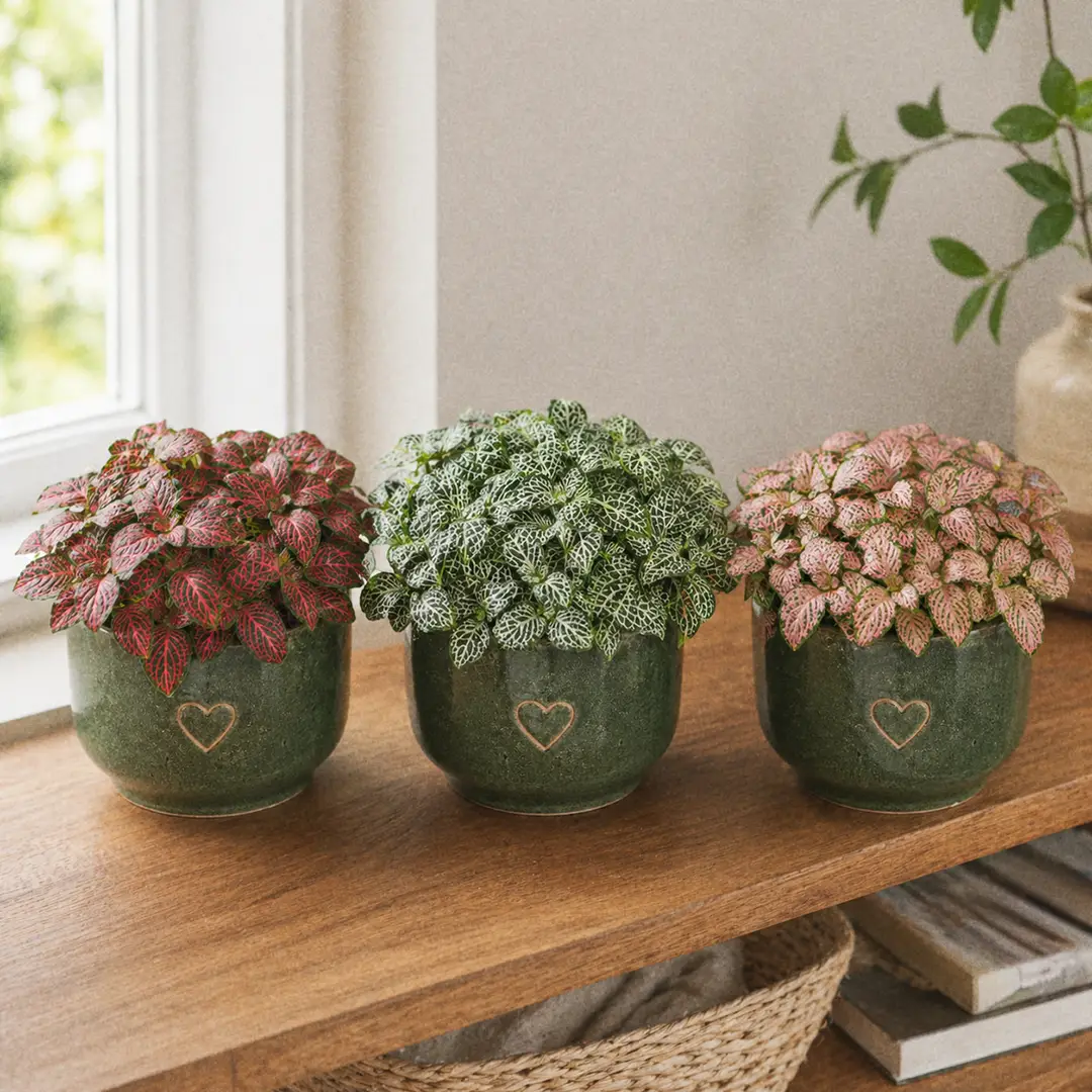 Three Nerve Plant varieties side-by-side on a wooden shelf each in a green ceramic pot with a heart motif: a red-veined Fittonia on the left, a white-veined silver form in the center, and a pink 'Frankie' variety on the right, in soft natural light