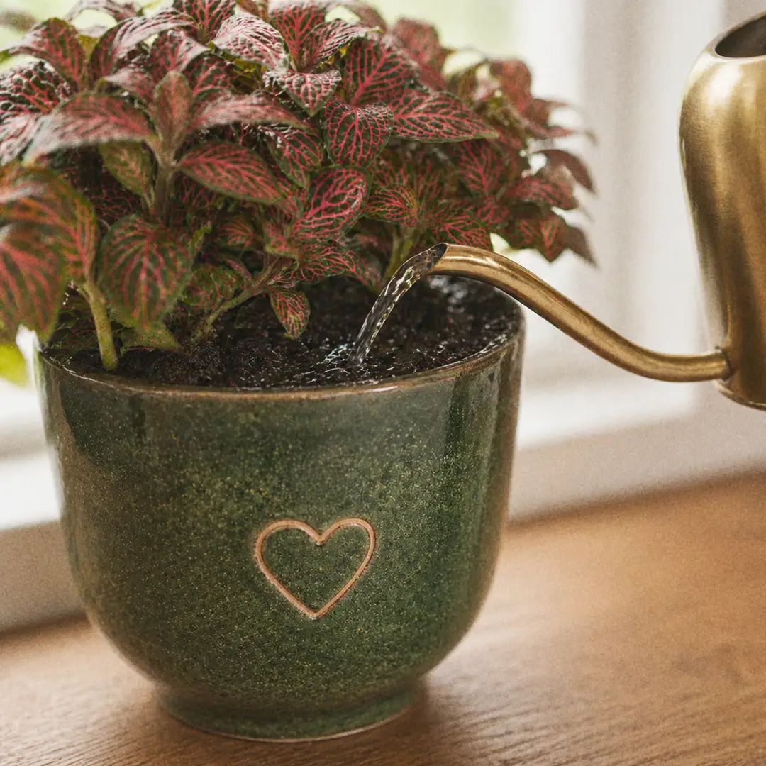 A hand watering a Nerve Plant at soil level from a slender-spouted watering can with water glistening on the dark moist soil, the vivid red-veined leaves visible above, in a green ceramic pot with a heart motif