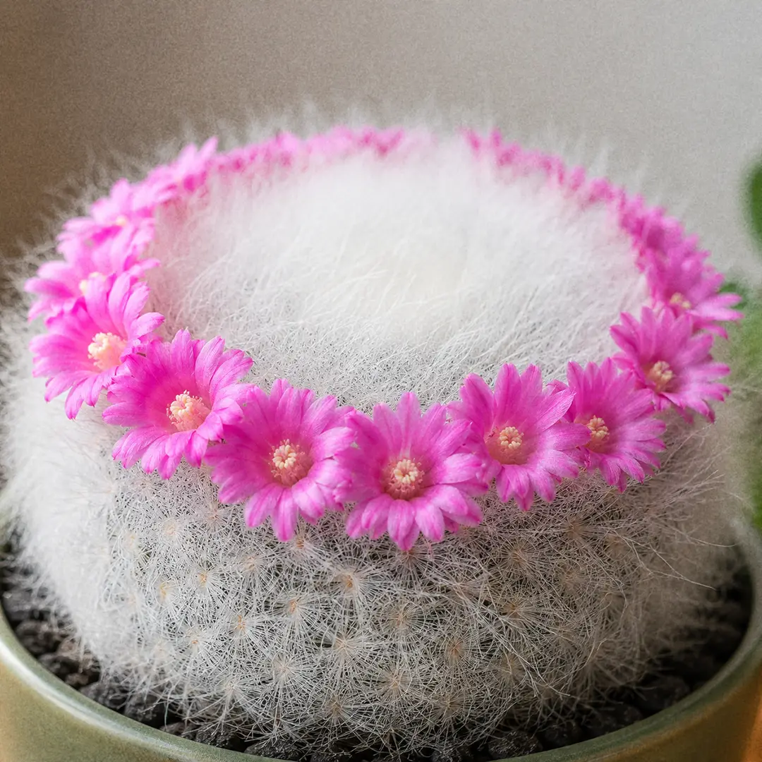 A macro close-up of an Old Lady Cactus in full bloom, showing a perfect ring of bright magenta-pink funnel-shaped flowers crowning a snowy white woolly globe, sharp focus on the open petals with the long white hair coat softly out of focus around them
