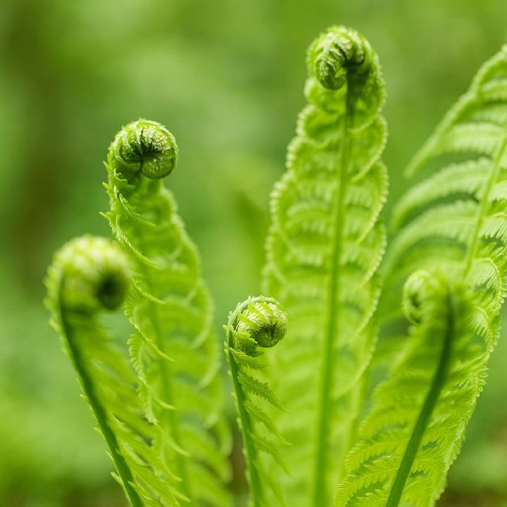 Ostrich Fern
