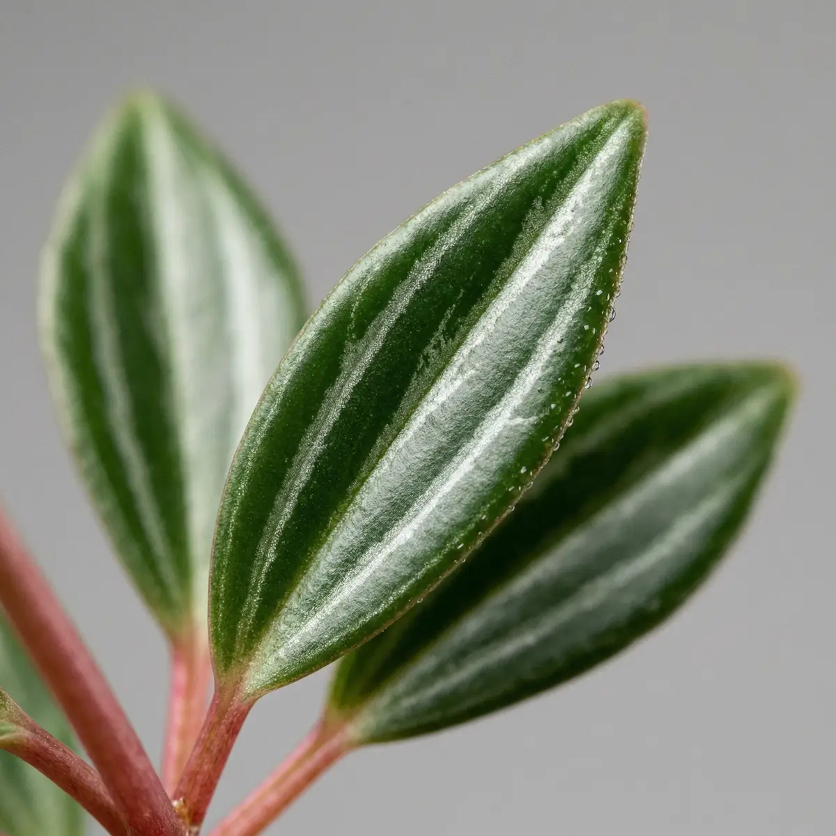 Close-up macro of Parallel Peperomia leaves showing bold silver-white parallel stripes on dark green narrow leaves with reddish stems.