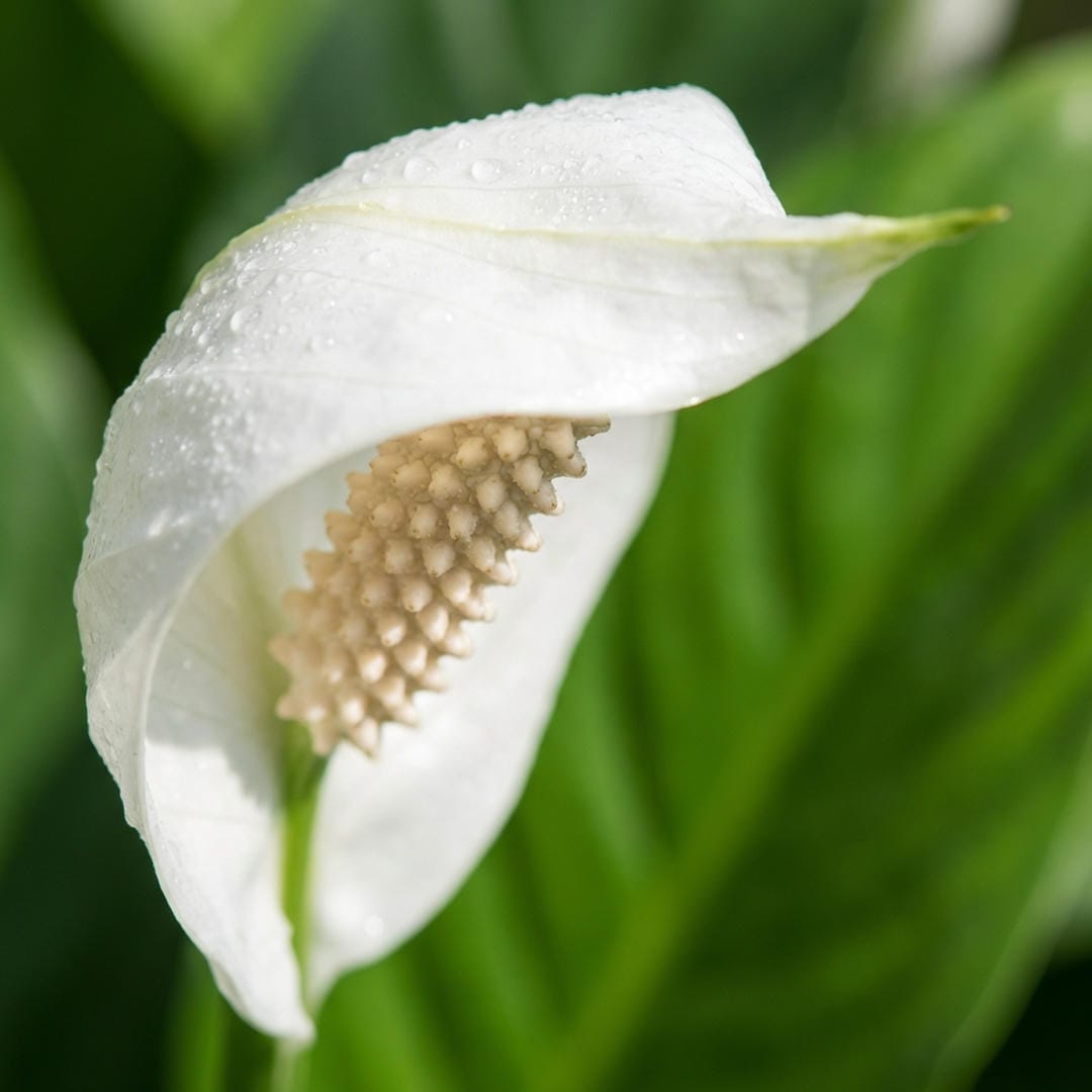 Macro close-up of the Peace Lily spadix (the true flower) and the white spathe
