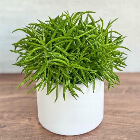 A stylish Peperomia Green Bean plant displayed in a modern white ceramic pot.