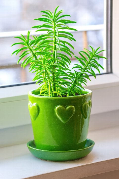 A healthy Peperomia Green Bean plant sitting in a decorative pot on a bright windowsill.