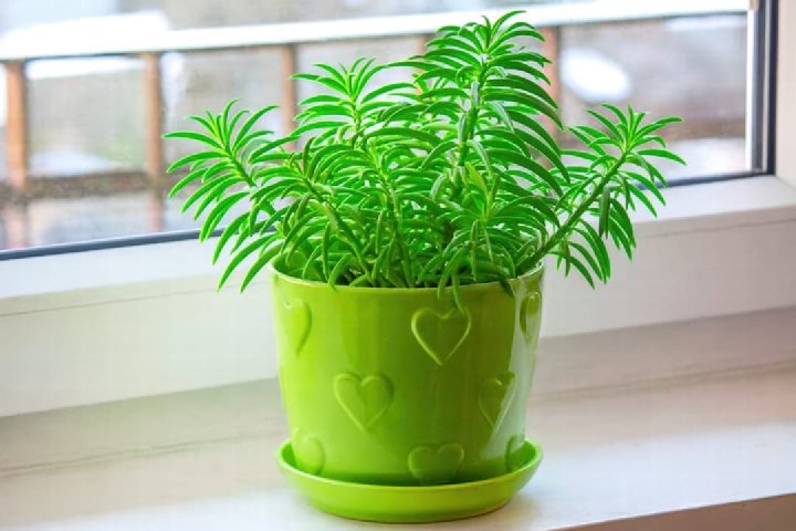 Peperomia Green Bean