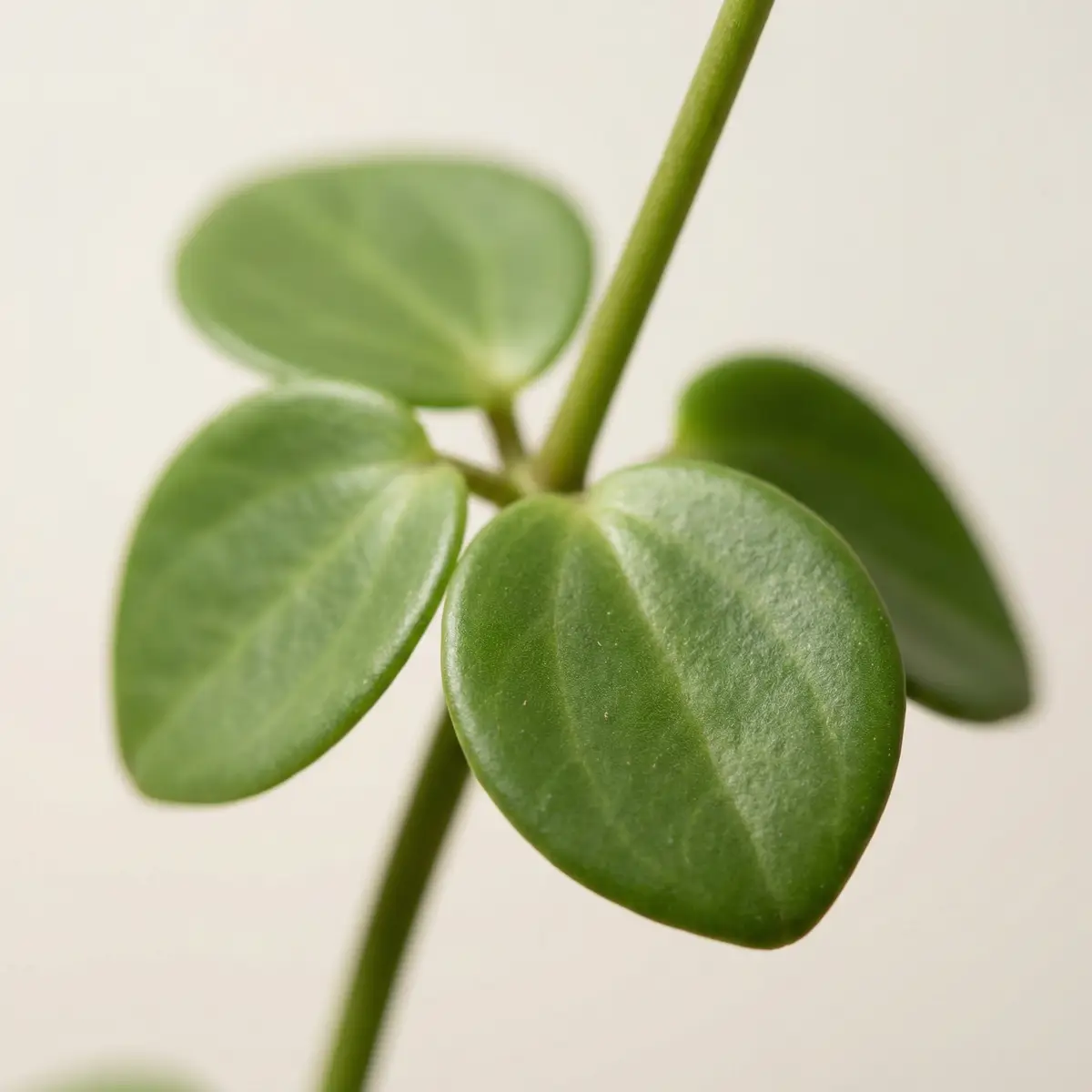 Macro close-up of Peperomia Hope round fleshy leaves showing the glossy mid-green surface and coin-like shape clustered along a trailing stem.
