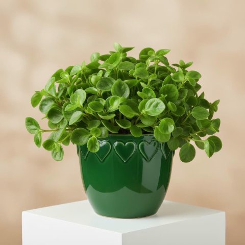 Complete Guide To Peperomia Orba Care and Growth
