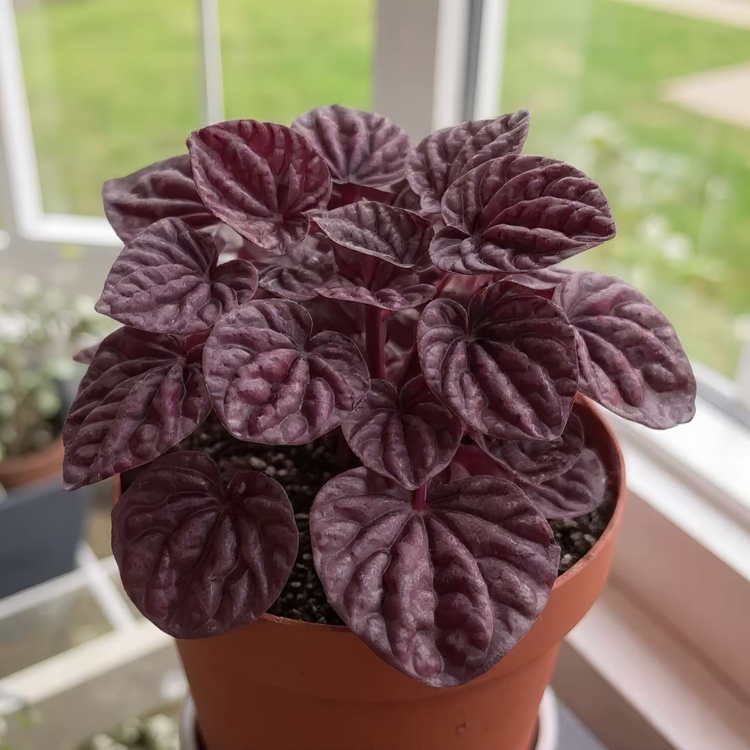 Complete Guide To Red Ripple Peperomia Care and Growth