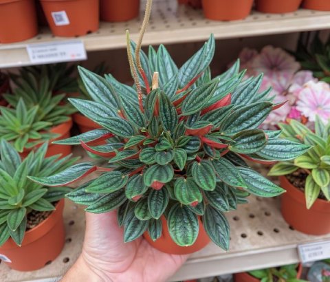 A close-up of a Peperomia Rosso showing its unique greenish-white flower spikes rising above the foliage.