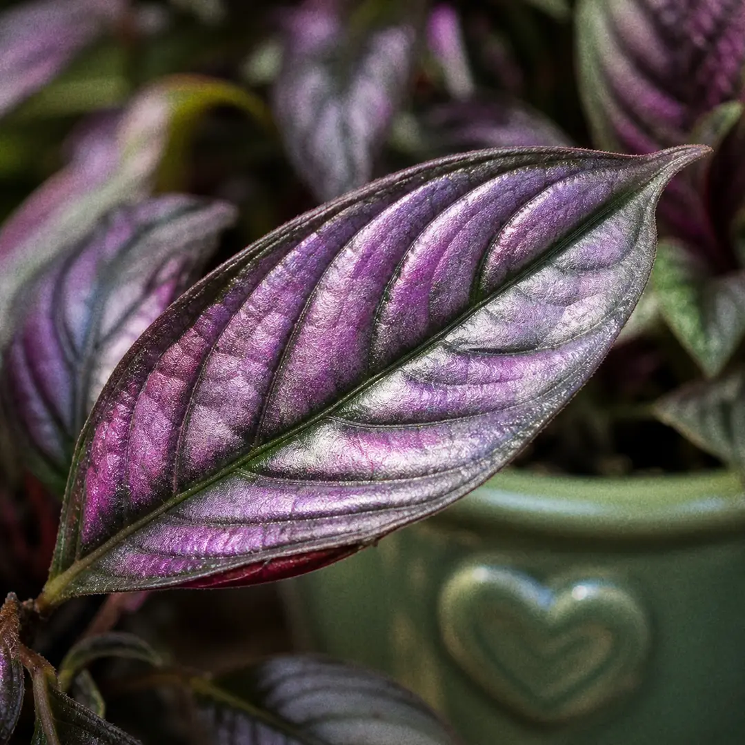 A close-up macro shot of a Persian Shield plant showing the iridescent silver-purple leaf surface with dark green veins glowing under soft natural light, with the green ceramic pot with a heart motif visible in the background