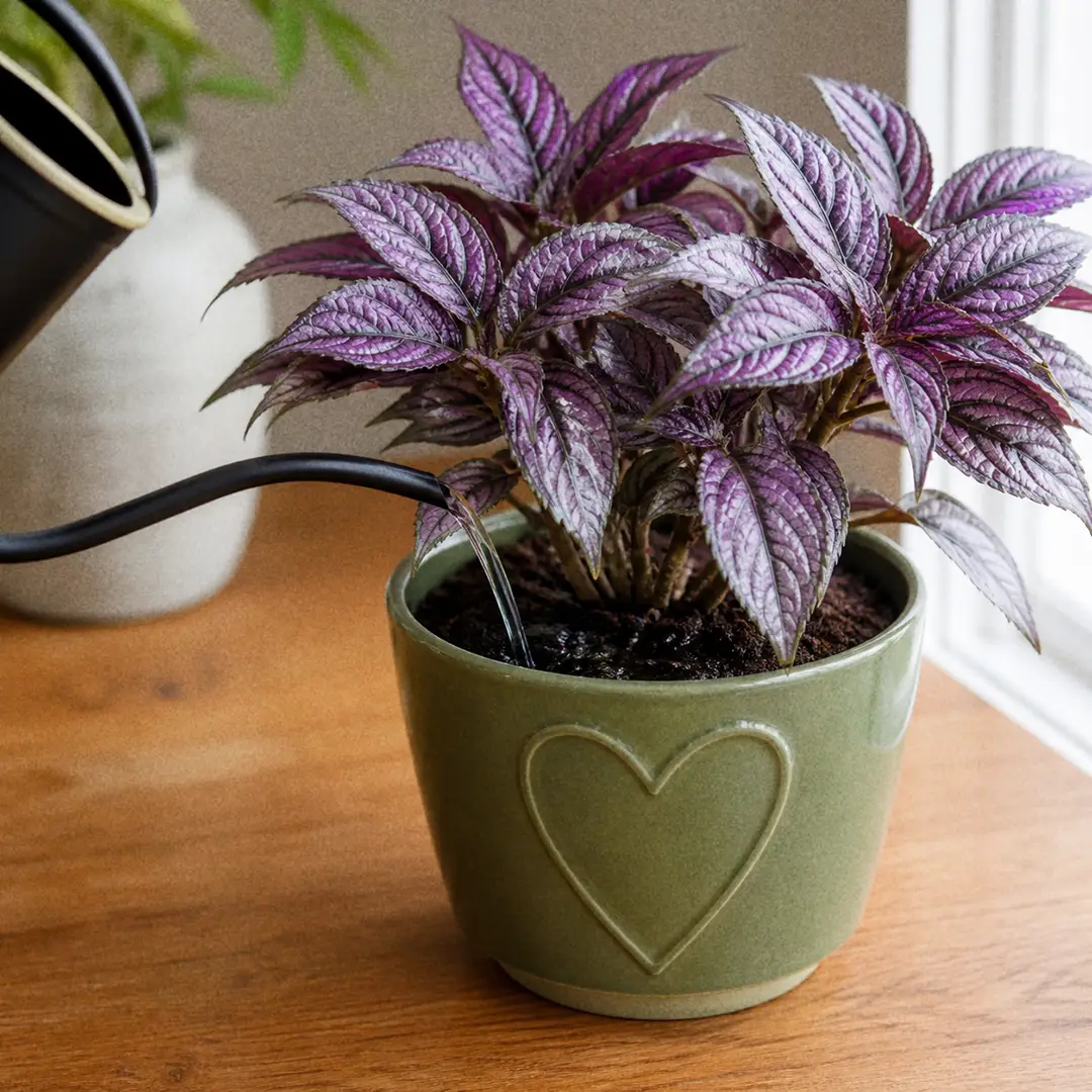 A Persian Shield plant being watered at the base from a slender-spouted watering can with water visibly soaking into rich dark soil in a green ceramic pot with a heart motif