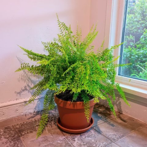 Petticoat Fern in a terracotta pot thriving in bright indirect light near a window