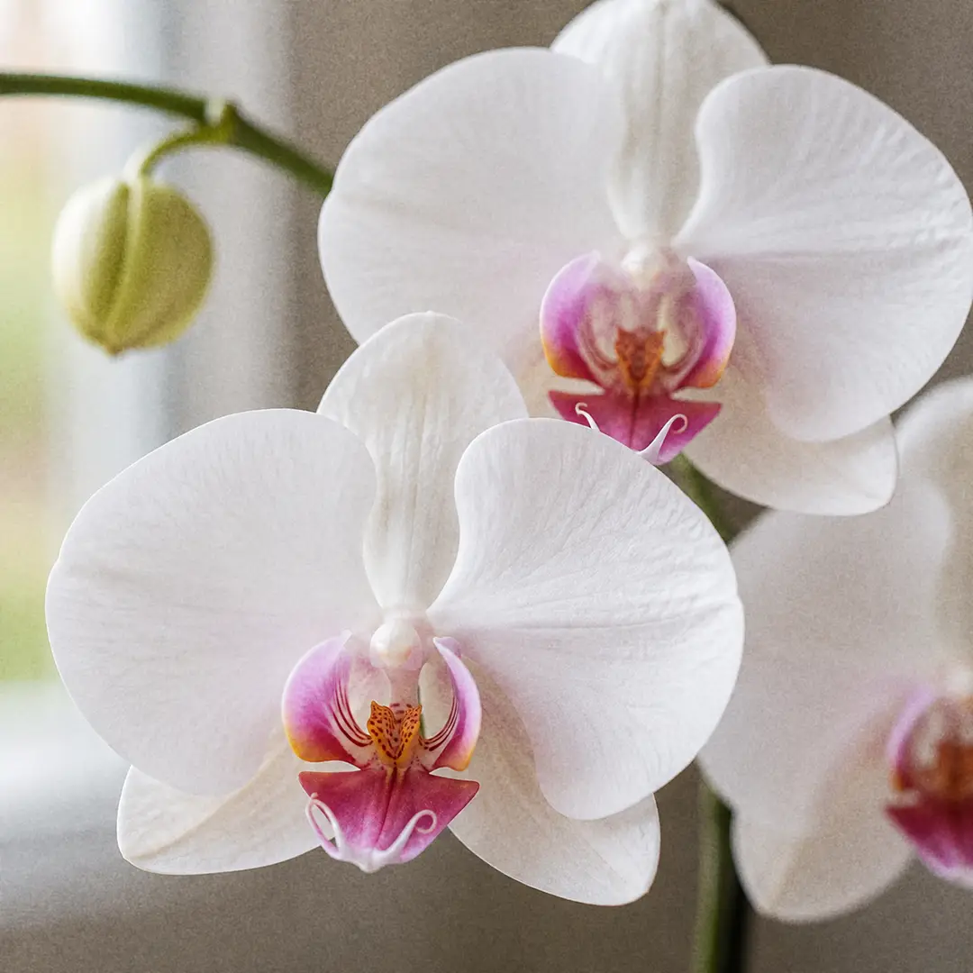 A macro close-up of Phalaenopsis Orchid flowers showing the flat moth-shaped white petals, the pink lip with its small curling antennae, and unopened buds along the arching green spike