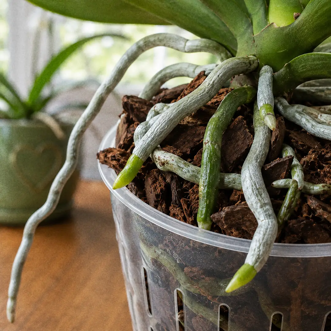 A macro close-up of Phalaenopsis Orchid roots in a clear slotted pot filled with chunky fir bark, showing thick silvery velamen-covered roots with bright green growing tips and flattened silver aerial roots spilling over the rim