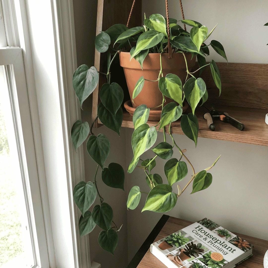 A comparison showing a reverted solid green vine versus a highly variegated vine on the same plant