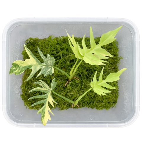 Several node cuttings of a Philodendron Florida Beauty x Tortum resting in a clear propagation box filled with damp sphagnum moss.