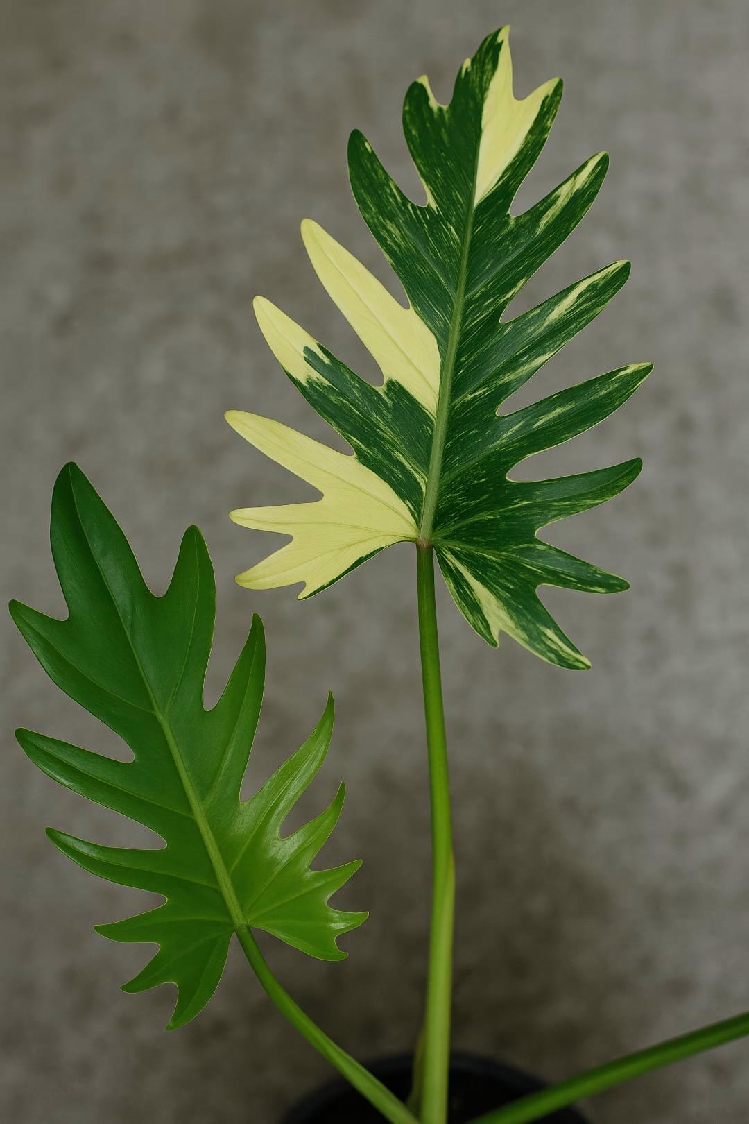 A close-up of a Florida Beauty x Tortum showing a new, all-green leaf growing, illustrating the common problem of reversion.
