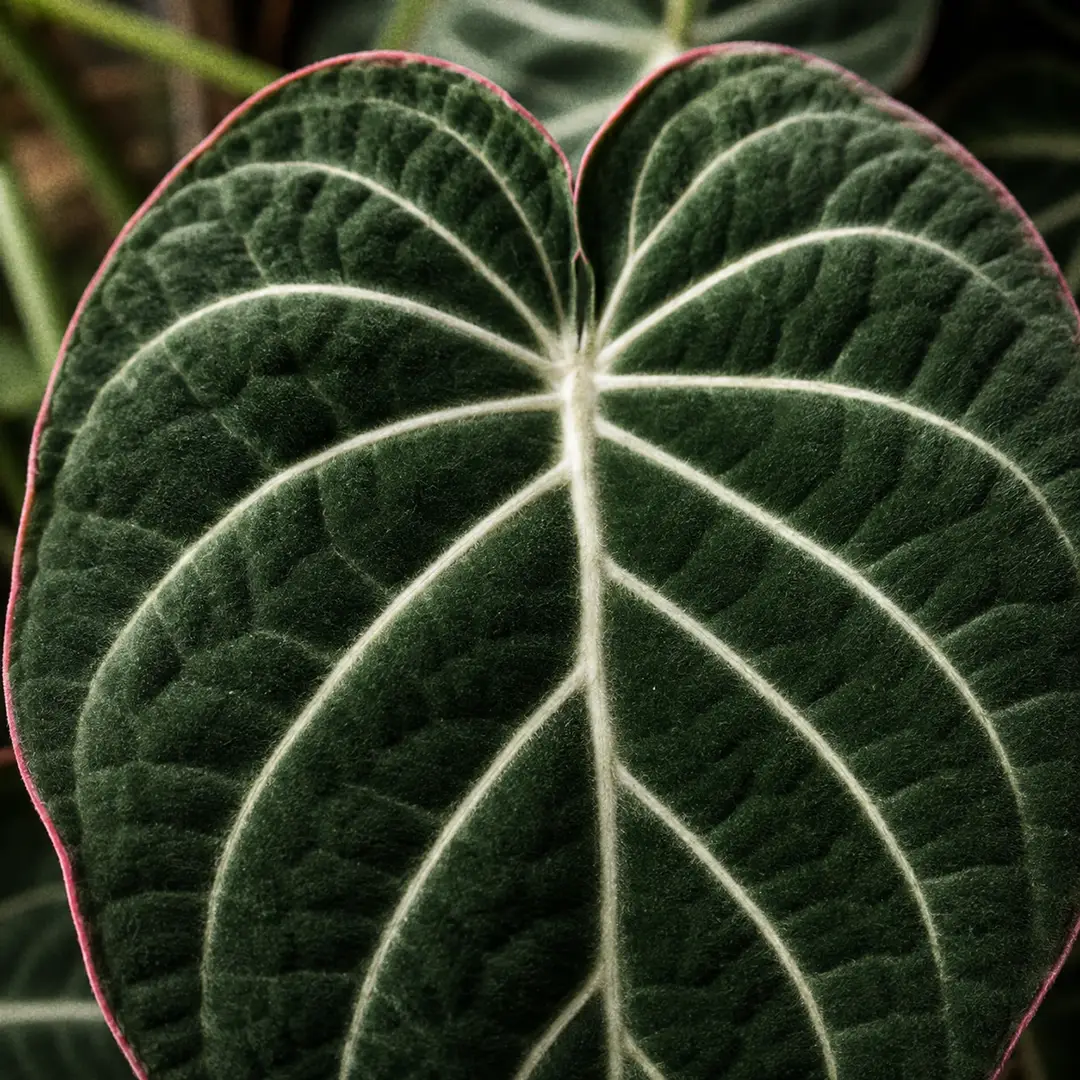 A macro close-up of a single Philodendron Gloriosum leaf filling the frame, showing the deep matte velvet green surface, bright cream white veins radiating from the midrib, and a fine pink margin along the leaf edge
