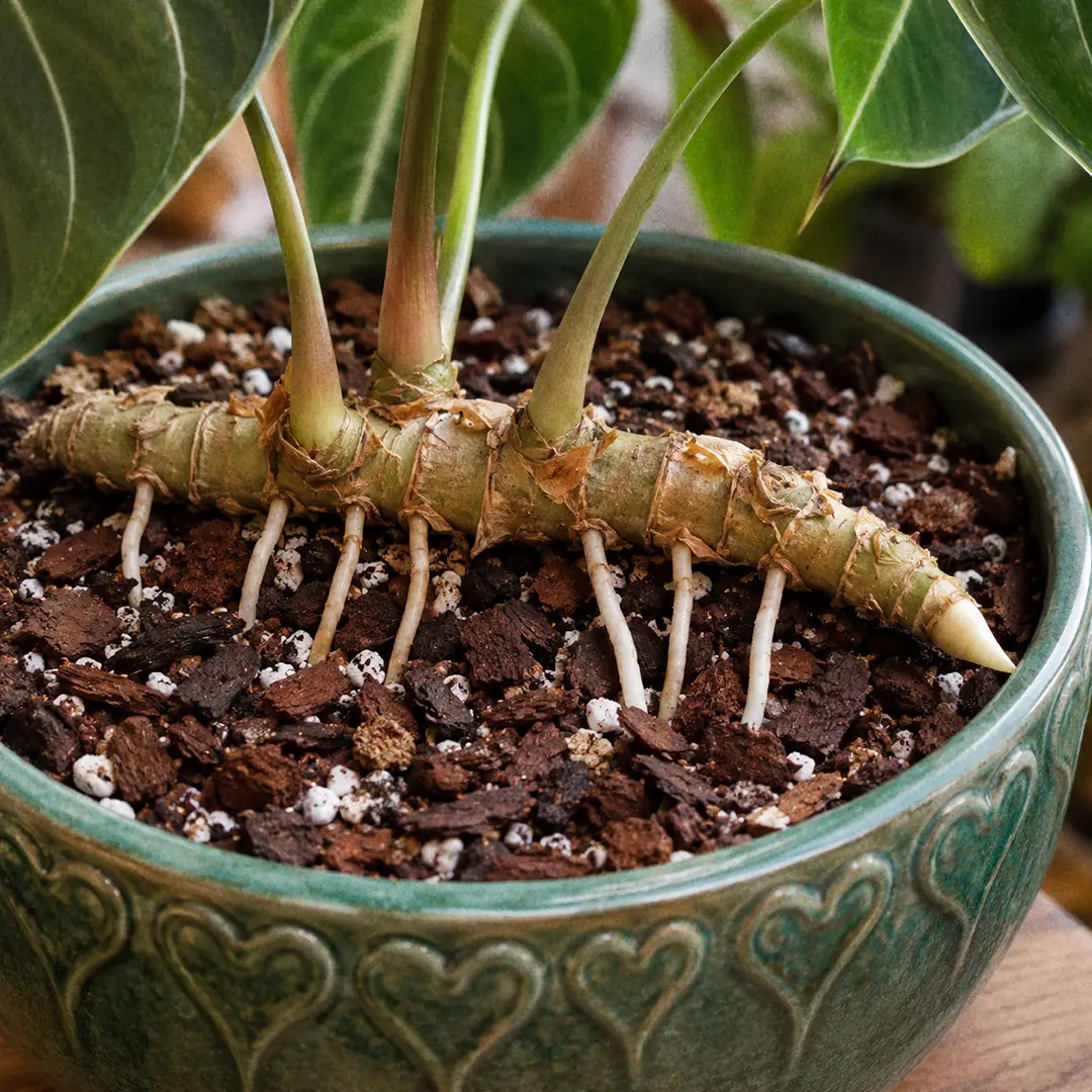 A close-up of the thick creeping rhizome of a Philodendron Gloriosum lying horizontally on top of a chunky bark and perlite mix, with roots descending into the soil, a pale growing tip at the leading edge, and leaf petioles rising from the nodes, in a wide shallow green ceramic pot with a heart motif