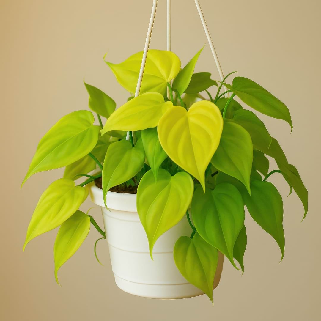 Lemon Lime Philodendron