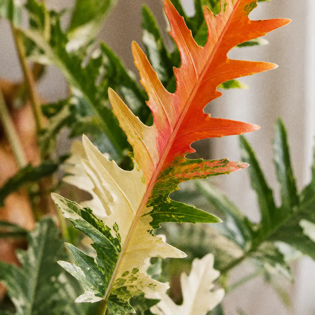 A macro close-up of a single Philodendron Ring of Fire leaf showing deeply serrated jagged edges and a mix of cream, green, orange, and pink variegation across the blade with soft window light catching the surface