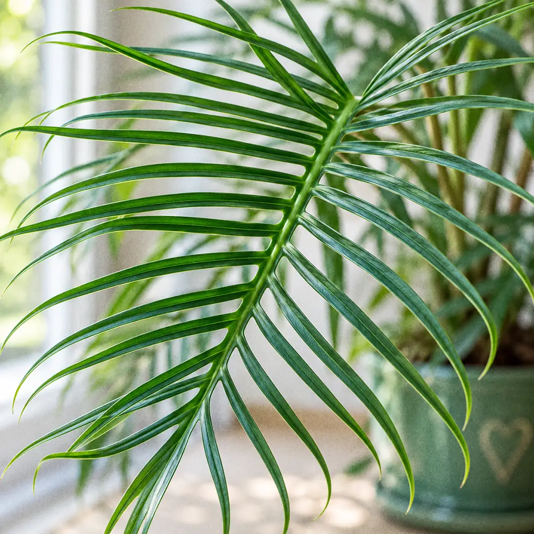 A macro close-up of a mature Philodendron Tortum leaf filling the frame, showing the narrow green midrib and many thin finger-like segments spreading from each side, with soft window light passing between the segments